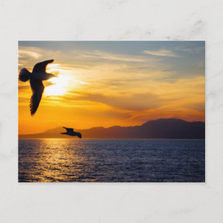 Seagulls Over the Saronic Gulf, Greece Postcard