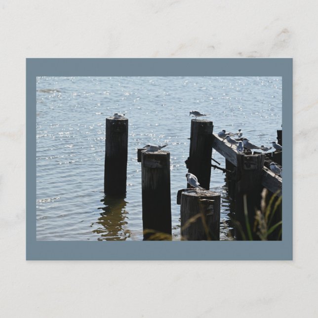 Seagulls Photo Postcard (Front)