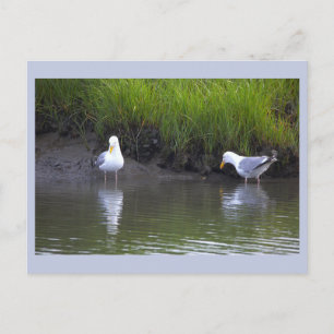 Seagulls Photo Postcard