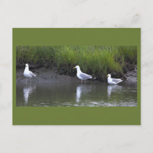 Seagulls Photo Postcard