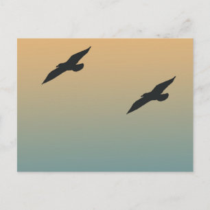 Seagulls Postcard