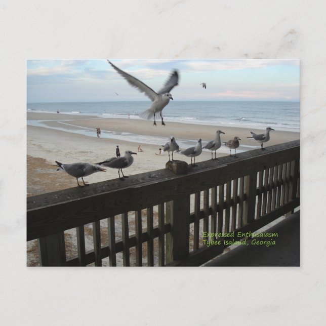 Seagulls Postcard (Front)