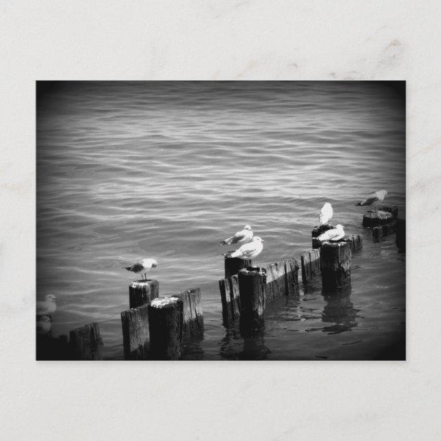 seagulls postcard (Front)