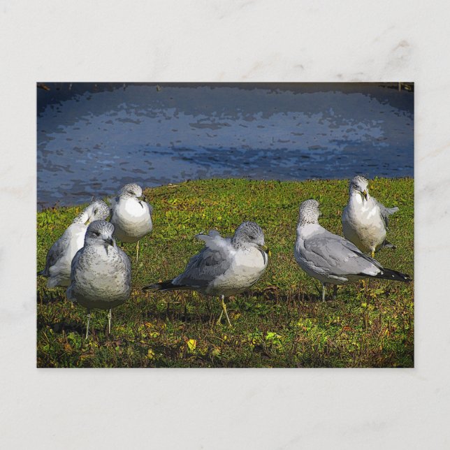 Seagulls Postcard (Front)
