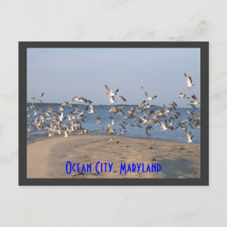 Seagulls Postcard, Ocean City, Maryland Postcard