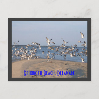 Seagulls Postcard, Rehoboth Beach, Delaware Postcard