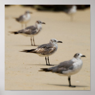 Seagulls Poster