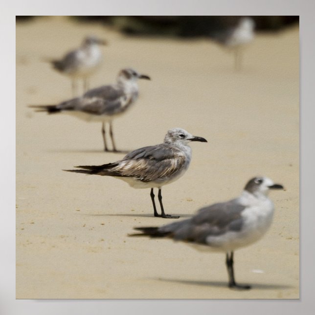 Seagulls Poster (Front)