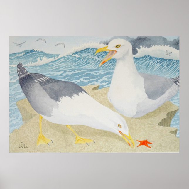 Seagulls resting on a cliff poster (Front)