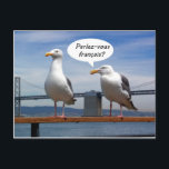 Seagulls speak French Postcard<br><div class="desc">French speaking seagull befriends American seagull</div>