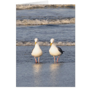 Seagulls Strolling on the Beach