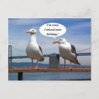 Seagulls talking