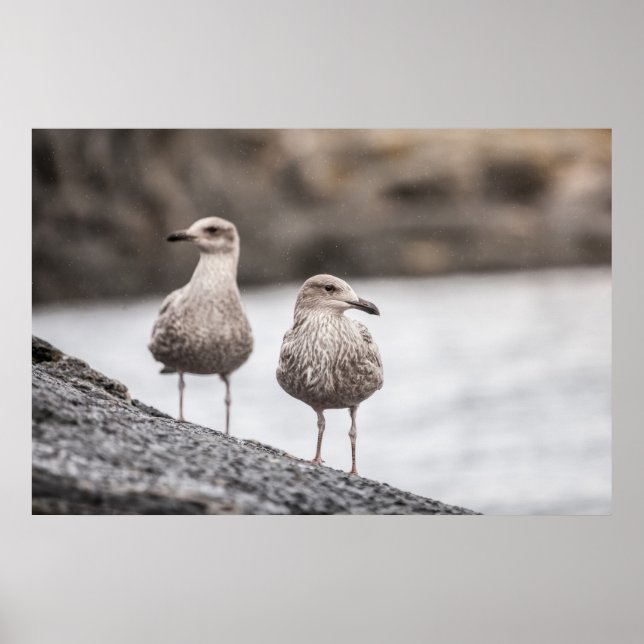 Seagulls Wildlife Photo Poster (Front)
