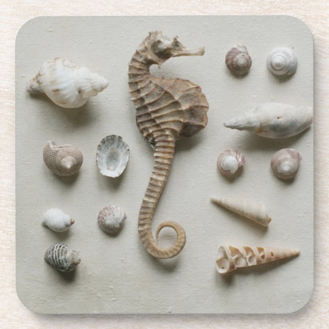 Seahorse And Shells Coaster (Front)