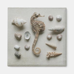 Seahorse And Shells Magnet