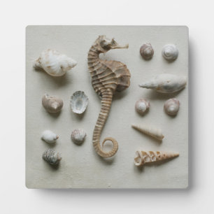 Seahorse And Shells Plaque