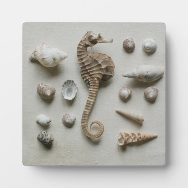 Seahorse And Shells Plaque (Front)