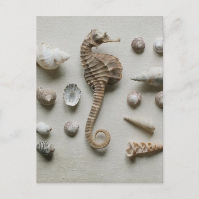 Seahorse And Shells Postcard (Front)