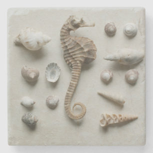 Seahorse And Shells Stone Coaster