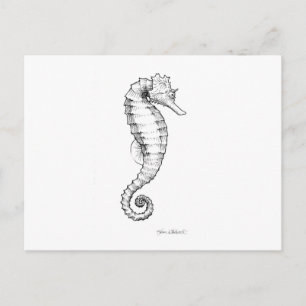 Seahorse Black and White Drawing Postcard