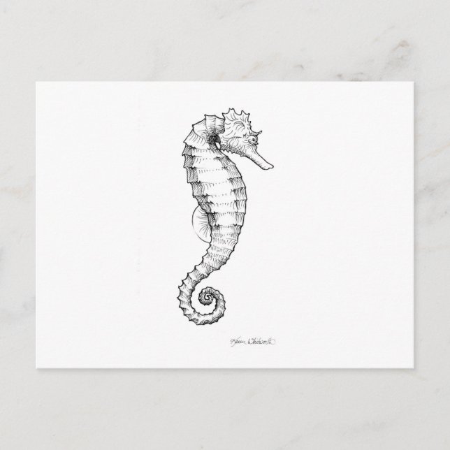 Seahorse Black and White Drawing Postcard (Front)