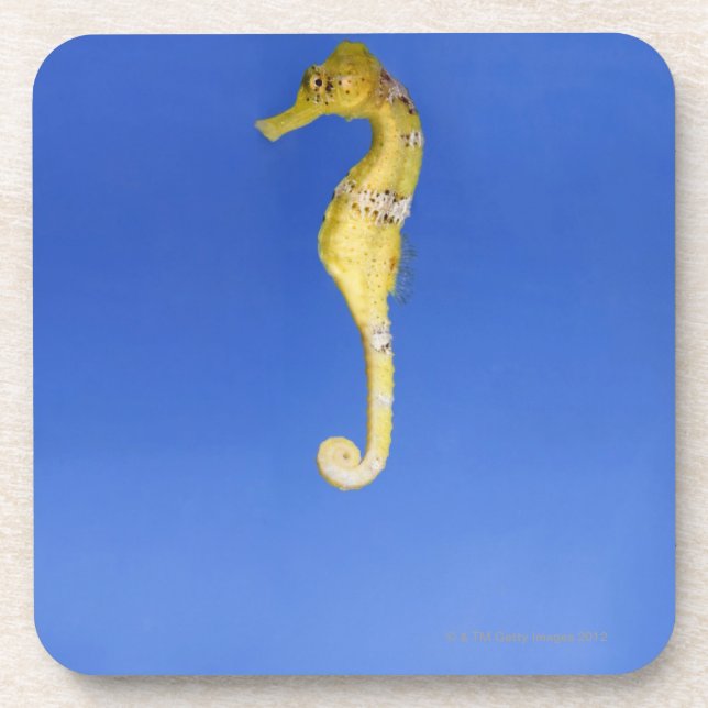 Seahorse Coaster (Front)