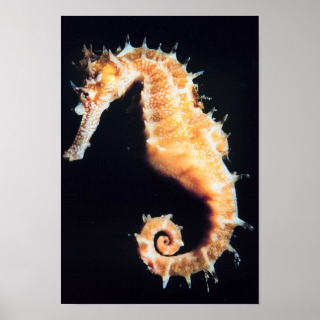 Seahorse hippocampus sp. poster (Front)