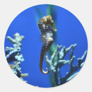Seahorse Magic Classic Round Sticker