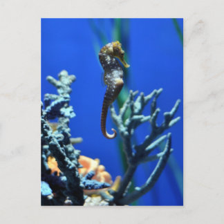 Seahorse Magic Postcard