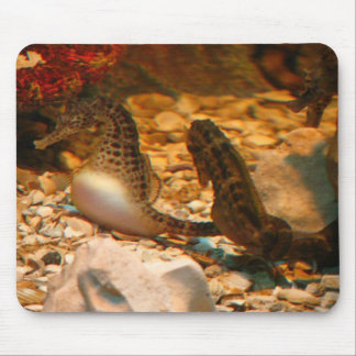 Seahorse mousepad