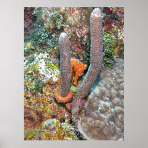 Seahorse on Coral Poster