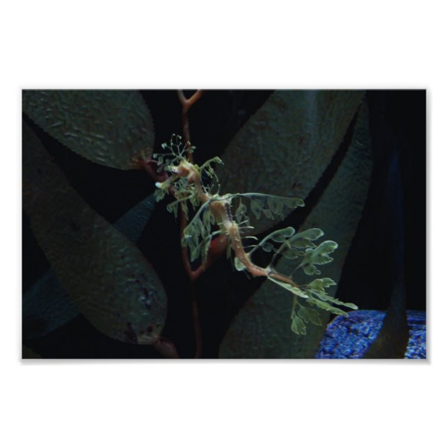 Seahorse Photo Print (Front)