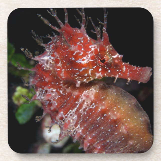 Seahorse | Pony Female Begur Coaster (Front)