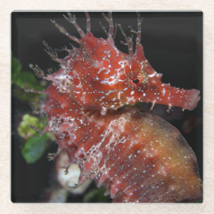 Seahorse Pony Female Begur Glass Coaster