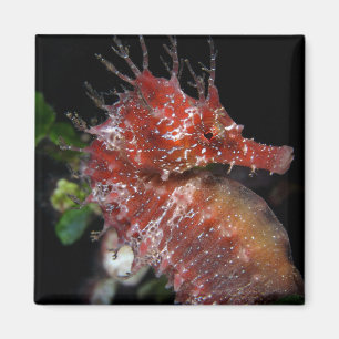 Seahorse Pony Female Begur Magnet