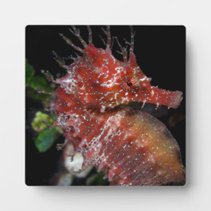 Seahorse   Pony Female Begur Plaque