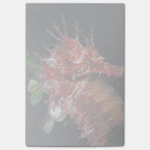 Seahorse Pony Female Begur Post-it Notes