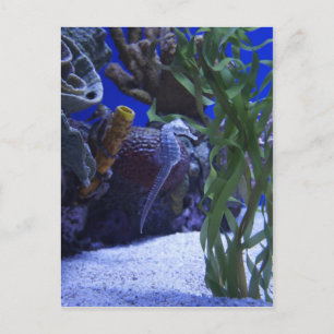 Seahorse Postcard
