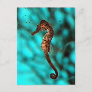 Seahorse Postcard