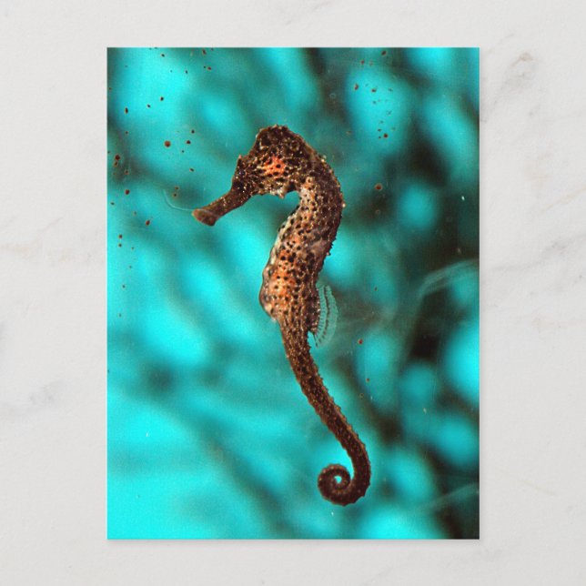 Seahorse Postcard (Front)