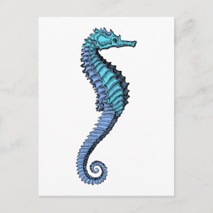 Seahorse Postcard