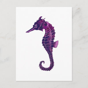 Seahorse Postcard