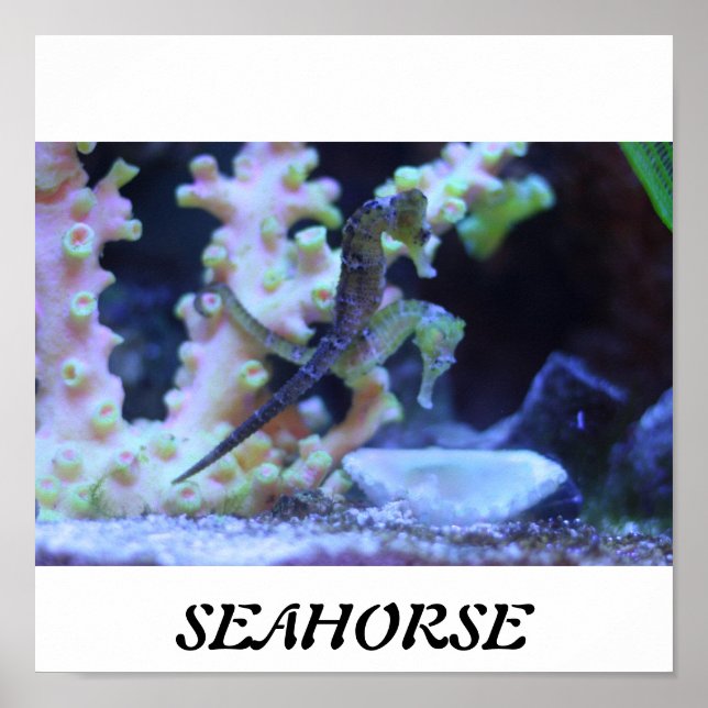 Seahorse Poster (Front)