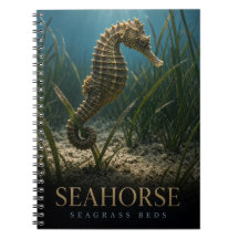 Seahorse Seagrass Beds Wildlife ANIMAL