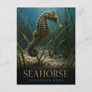 Seahorse Seagrass Beds Wildlife ANIMAL Postcard