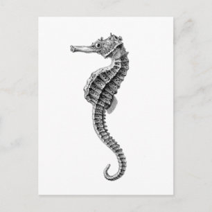 "SEAHORSE" SEALIFE POSTCARD