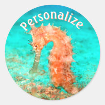 Seahorse tropical carribean turquoise orange 