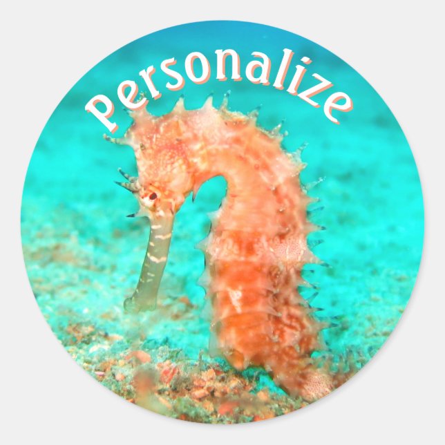 Seahorse tropical carribean turquoise orange  classic round sticker (Front)