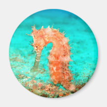 Seahorse tropical carribean turquoise orange 