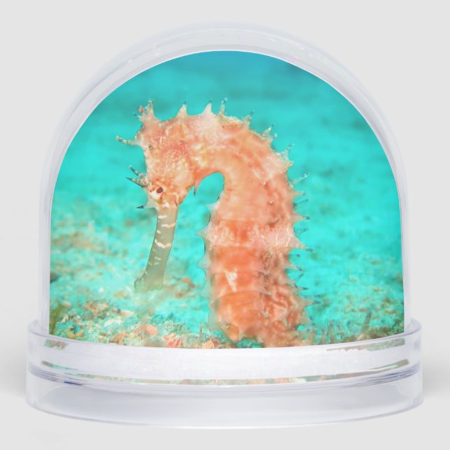 Seahorse tropical carribean turquoise orange  snowglobe (Front)
